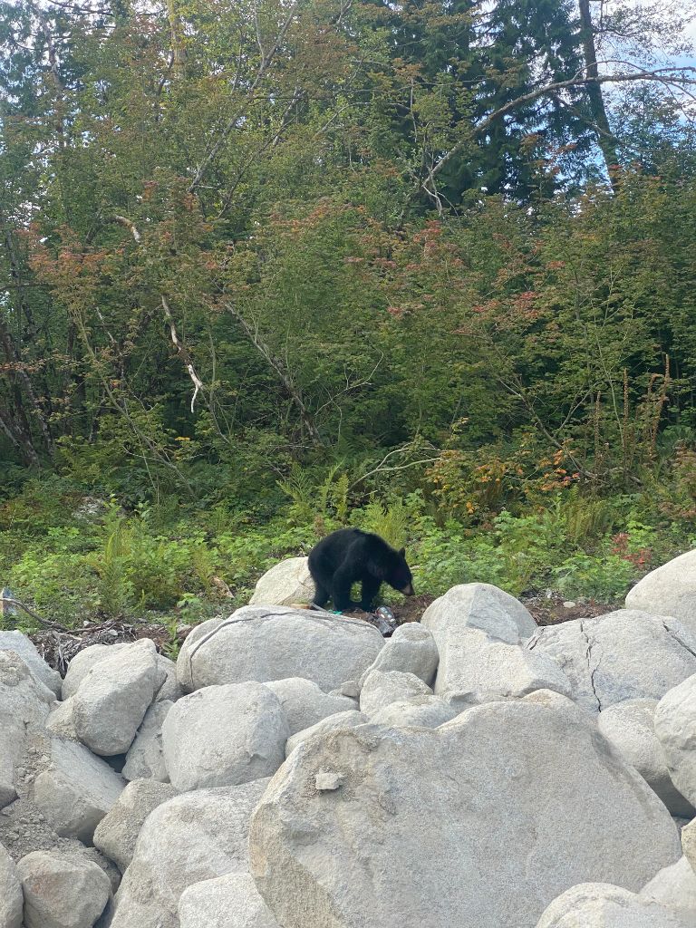 Black bear on a rocky job site — a reminder of the wild, sensitive places we work