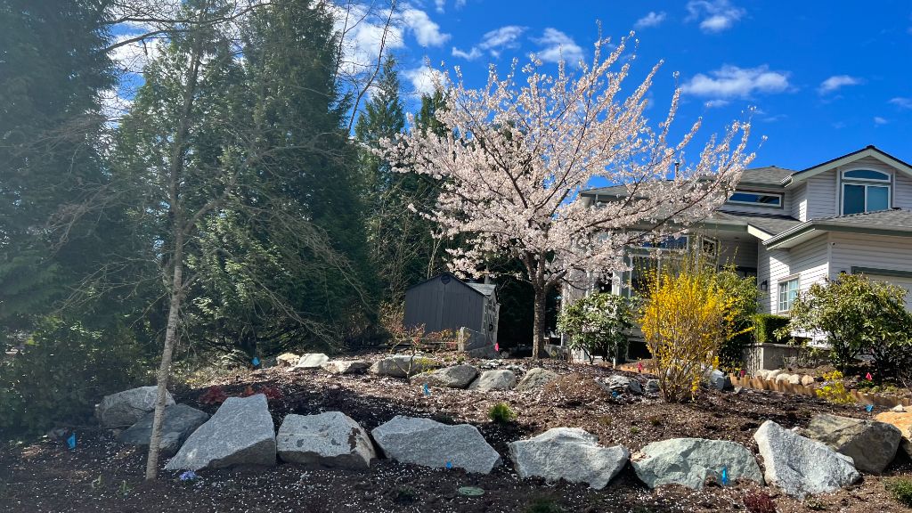 Finished residential boulder garden with cherry blossom